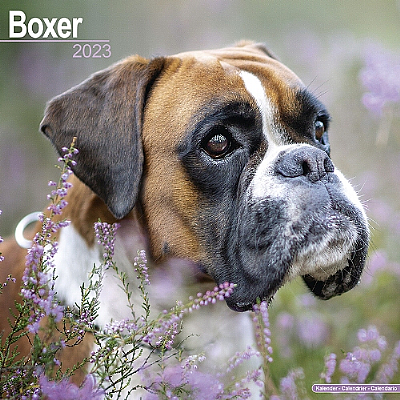 Boxer Calendar 2023 (Square)